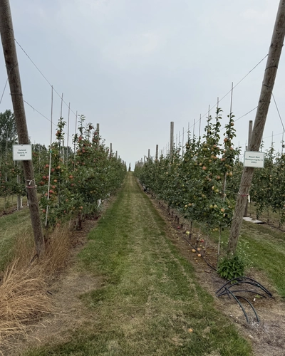 Rows of young apple trees attached to trellis posts in an orchard.