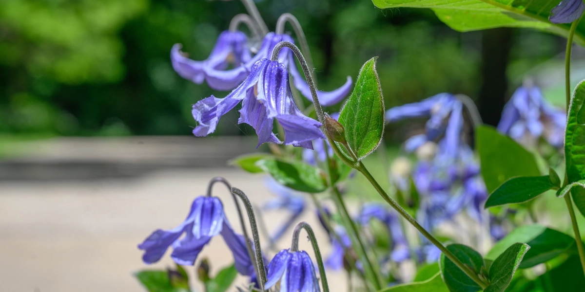 Bell-shaped purple flowers near the MSU Main Library