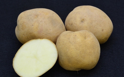 Mackinaw potato