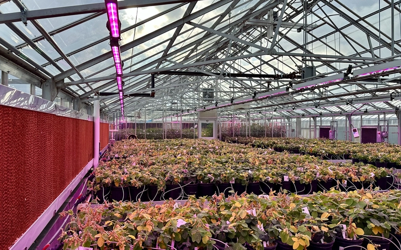 Interior view of a renovated research greenhouse with rows of potted plants under pink LED lights.