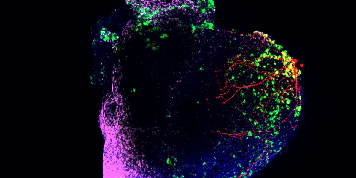 A colorful microscopic image of a human heart organoid. The image shows various regions highlighted in different colors, including green, purple, blue, and red. The red areas appear to represent blood vessels or neural networks within the organoid.
