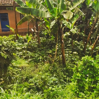 Banana trees and several other crops grow together in a densely planted garden beside a house in Rwanda.