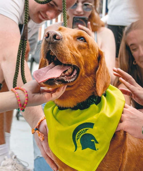 Zeke the Wonderdog wearing a Spartan bandana with hands petting him.