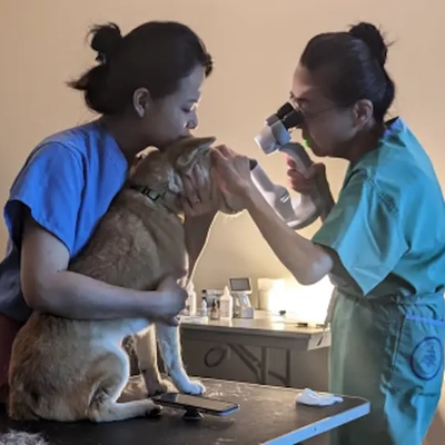 Researchers examine a Shiba Inus for glaucoma through a microscope.