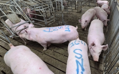 An image of pigs in their pen, some with writing on their backs.