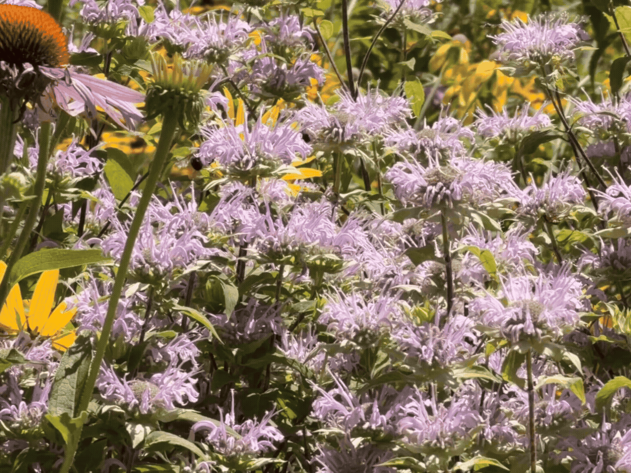 A bumblebee collects nectar from light purple wild bergamot flowers surrounded by pink coneflowers, black-eyed Susans and other native wildflowers in a Michigan State University pollinator habitat.