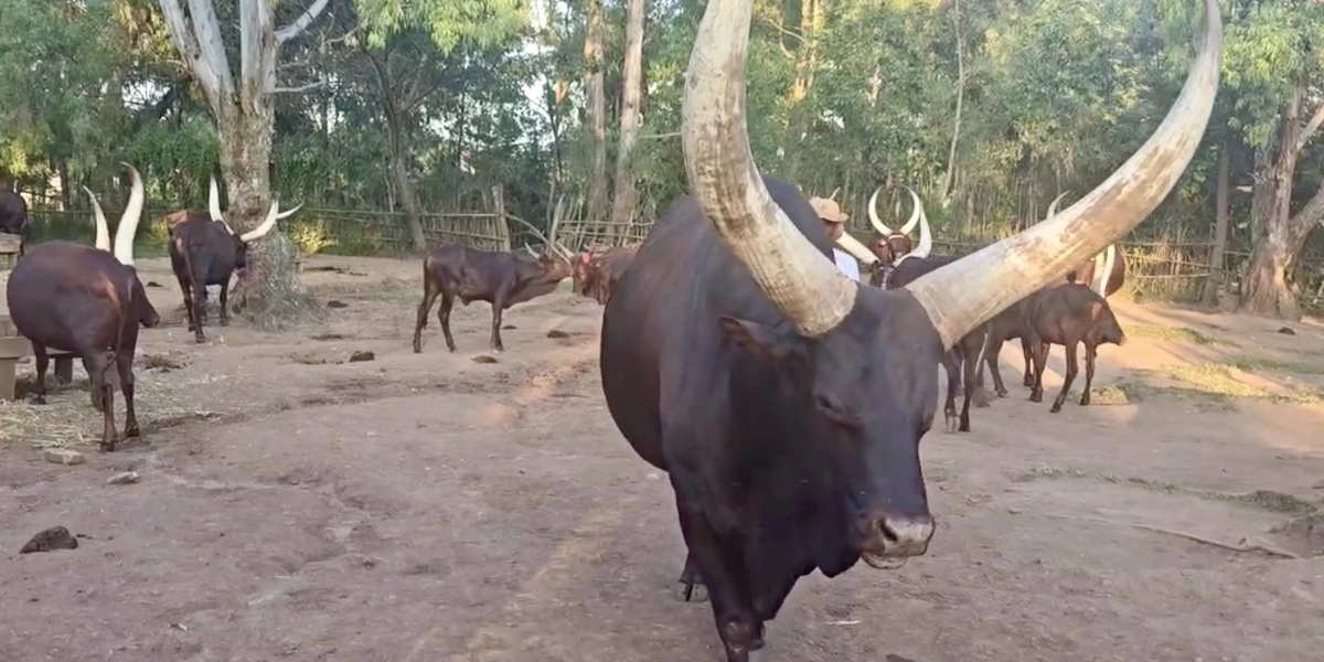 Ankole cattle, known for their distinctive long horns, walk through a livestock area during a visit by participants in Michigan State University's U.S. Department of State Professional Fellows Program.