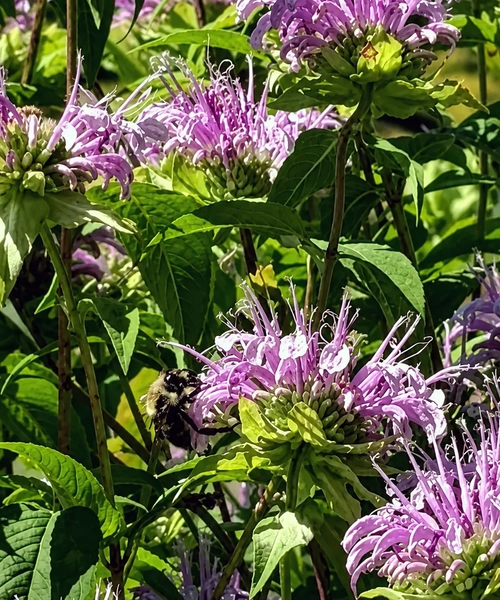 A bumblebee gathers nectar from native wild bergamot flowers in a pollinator habitat east of Conrad Hall and the MSU Libraries Archives.
