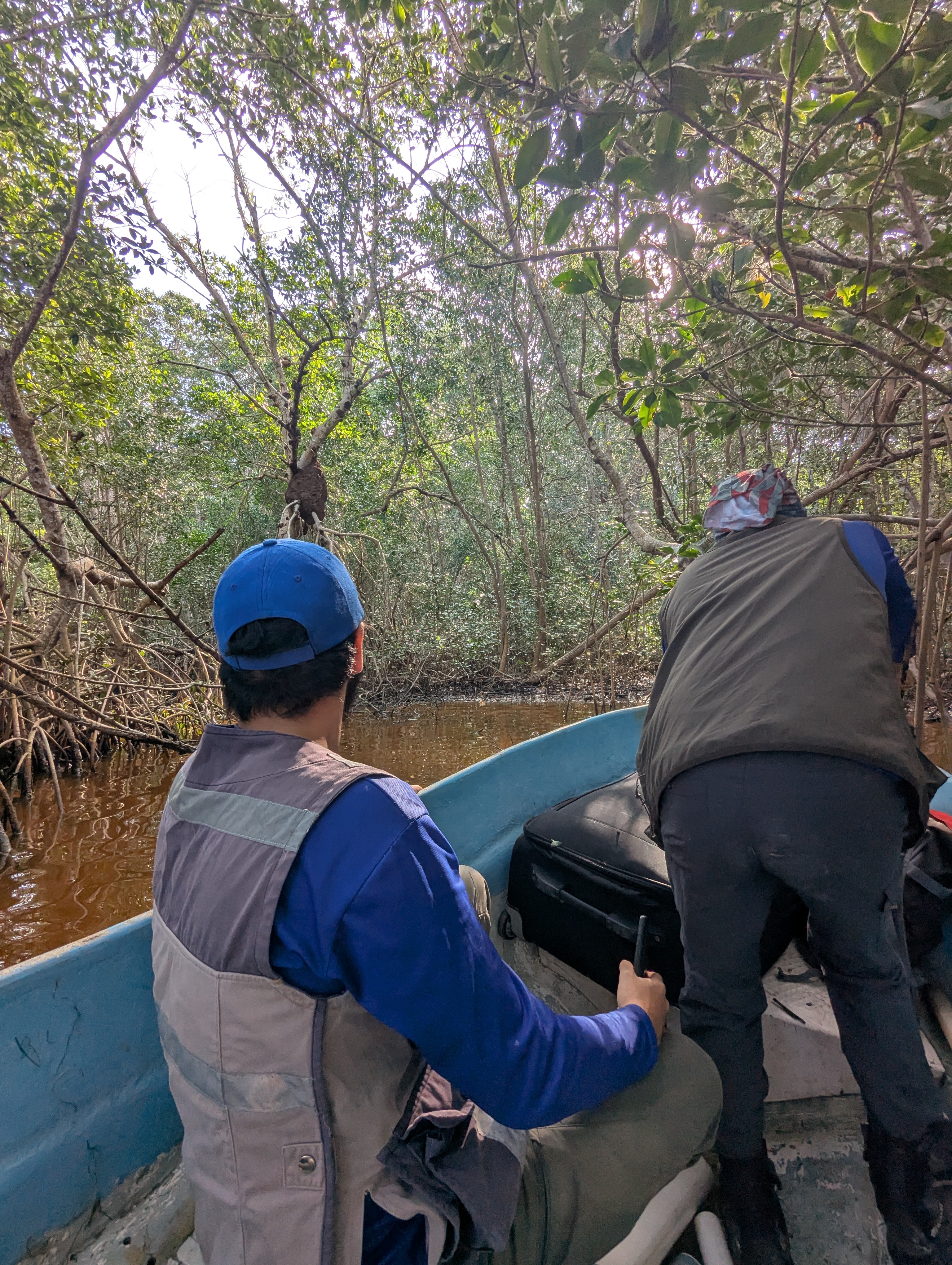 Dr. MacFarlane and graduate students at CINVESTAV take a boat to a remote mangrove plot in the Celestún Biosphere Reserve.
