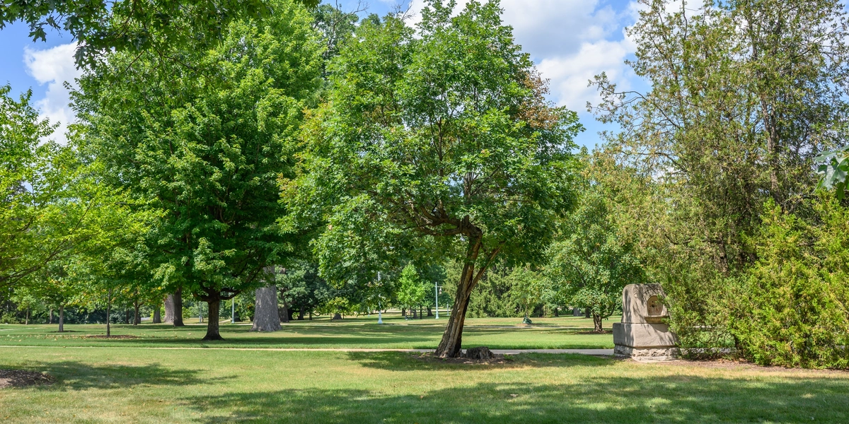 Resilient White Oak on a summer day