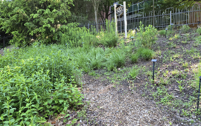 Mulched path winds through a native plant garden on a wooded hillside, with clusters of grasses, flowering plants, labeled specimens, and an insect hotel near a fence in the background.