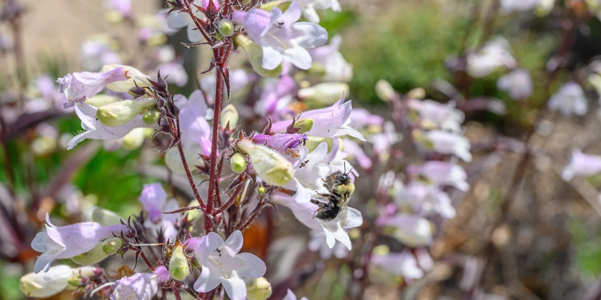 Bee landing on purple and yellow flowers