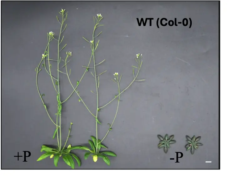Demonstrate of plants with and without phosphorus.