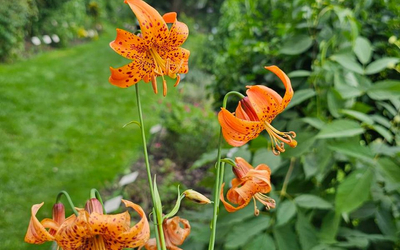 Cluster of bright orange, spotted lilies blooming along a garden path, with green foliage and a grassy lawn softly blurred in the background.