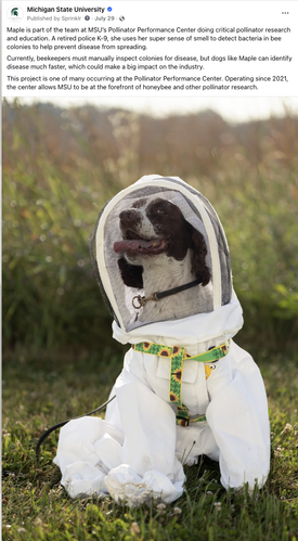 Screenshot of post from Michigan State University Facebook page. It shows a dog dressed in a bee suit with text about Maple, a retired police canine who works at MSU's pollinator performance center.
