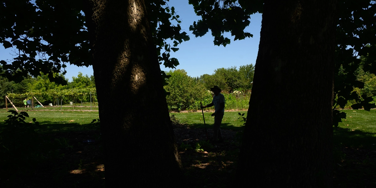 Silhouette of a volunteer crewman in the MSU Clarence E. Lewis Landscape Arboretum on a summer day