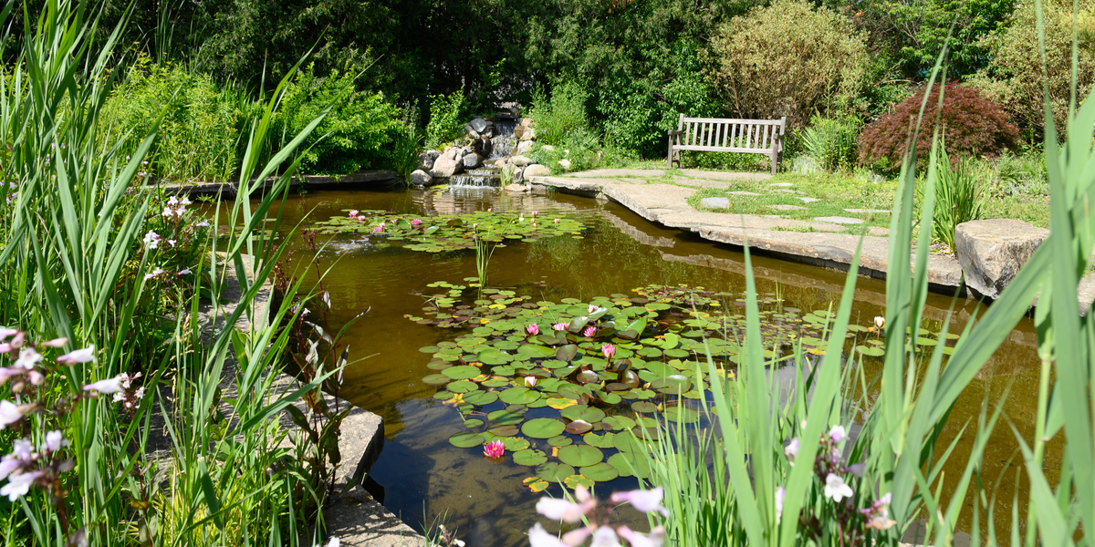 MSU Annual and Perennial Gardens pond