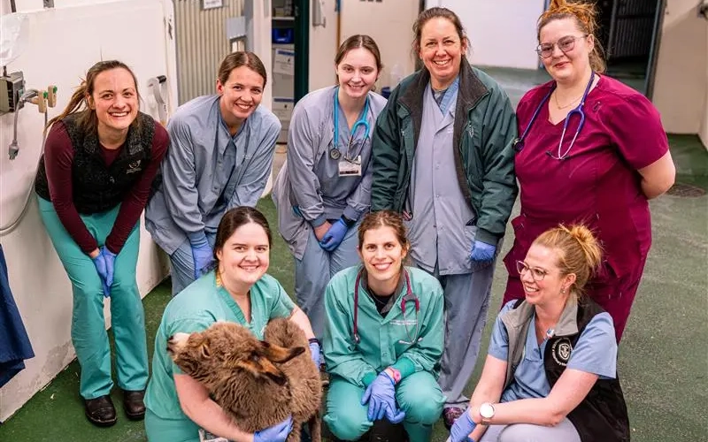 Veterinary Medical Center pose with Bobby the baby donkey.