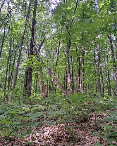 Image taken of trees from within a forest.