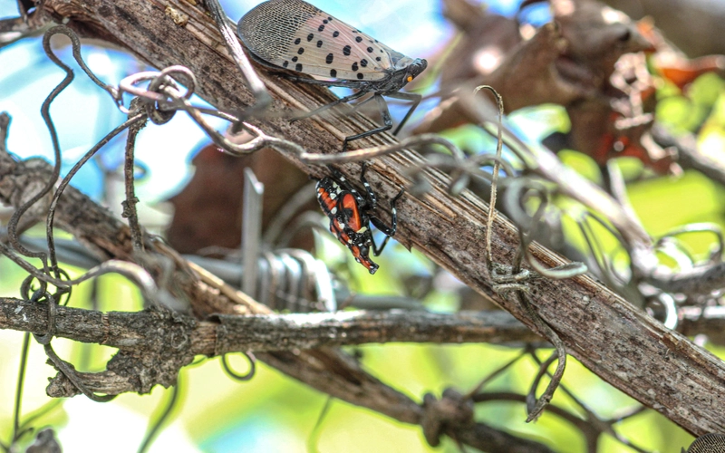 Adult spotted lanternfly and colorful fourth-instar nymph cling to a wild grapevine stalk.
