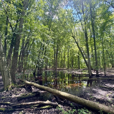 A vernal pool, a small, temporary inland pond surrounded by tall trees on a sunny day.
