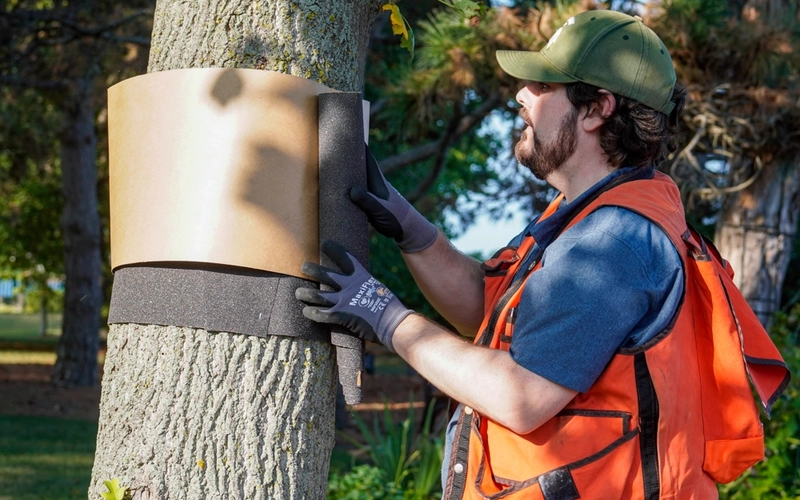 Tim Harrison placing a trap band around a tree trunk.