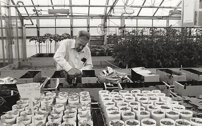 Historical photo of man in a greenhouse working on seedlings.