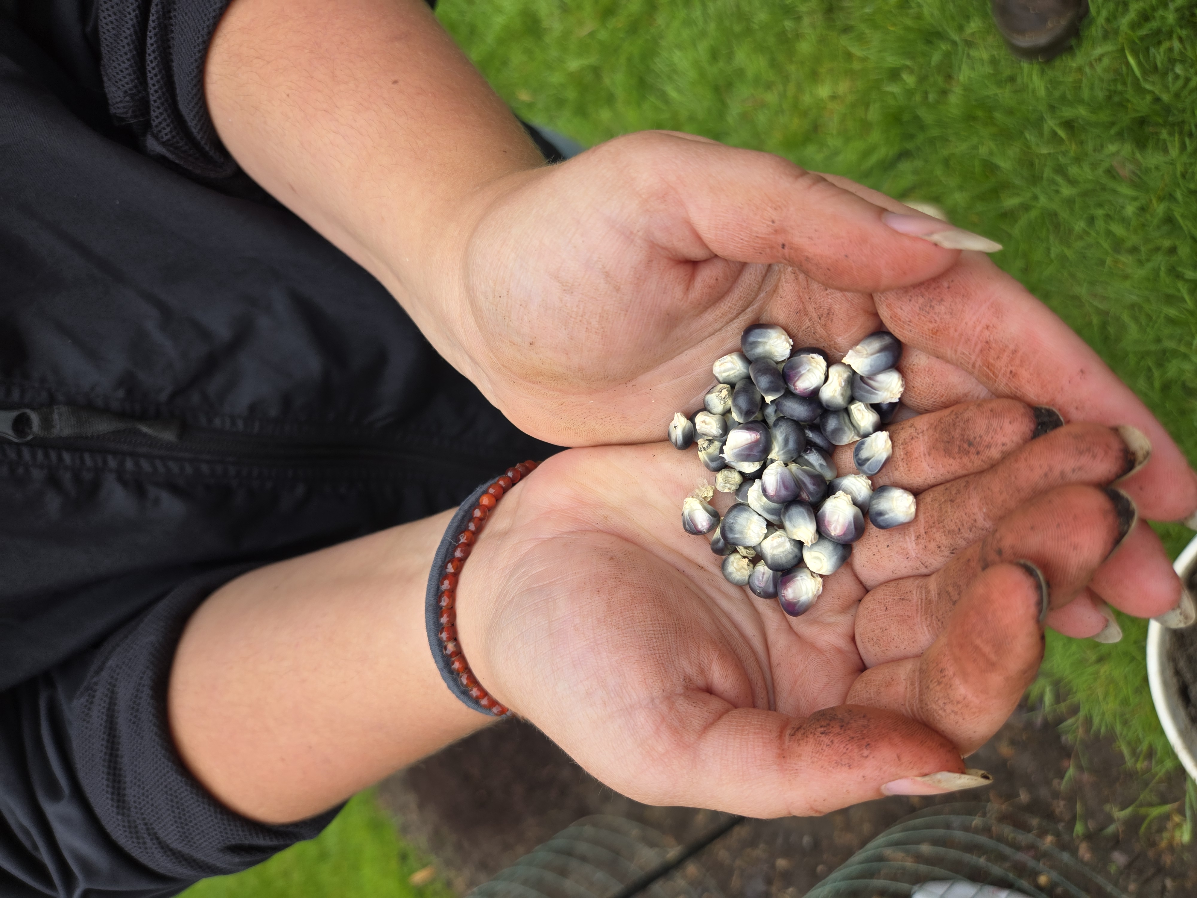 hands cupping dark purple corn kernels