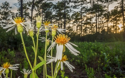 White-top aster flowers in a longleaf pine savanna