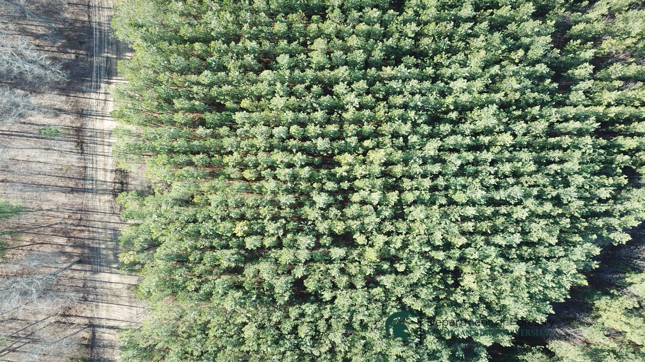 Aerial view of trees.