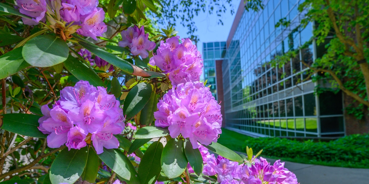 Azaleas near the MSU Main Library