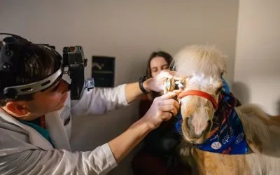 Dr. Komáromy conducting an eye exam on a seeing eye horse.