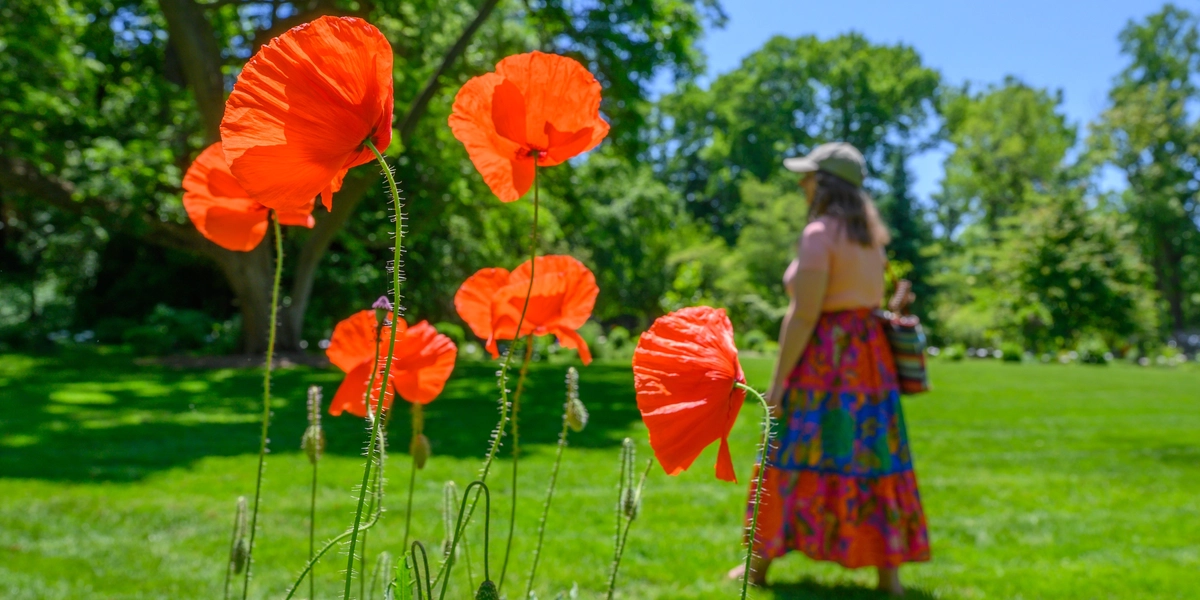 Person in colorful skirt walking behind bright orange flowers
