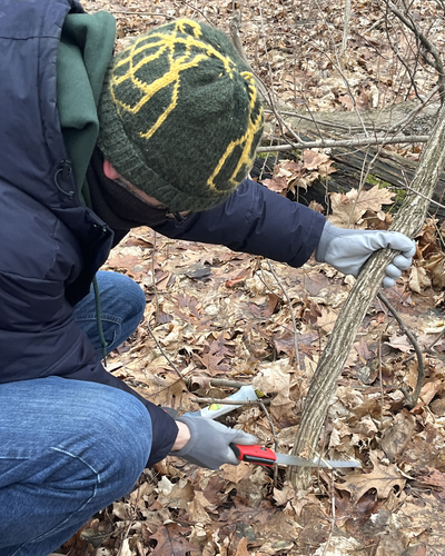 Person wearing gloves, a winter coat, and a knit hat kneels on a forest floor covered with fallen leaves while using a hand saw to cut a woody vine near its base during invasive species removal.