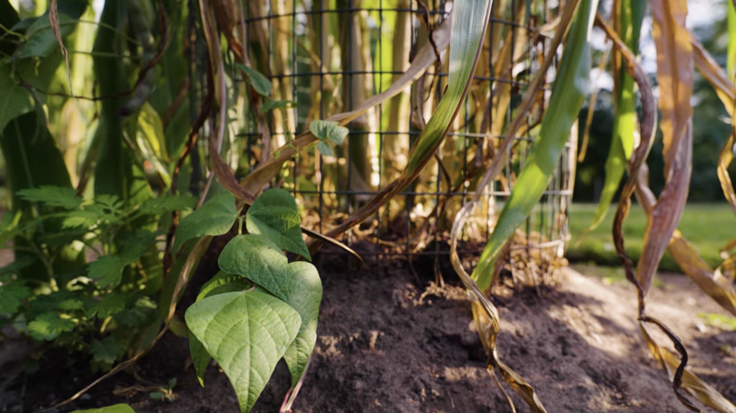 Close up of beans growing