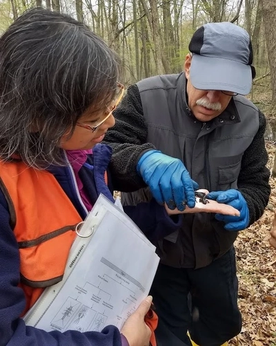 Yu Man Lee holds a salamander in her hand while and shows it to a person in black clothing near a vernal pool