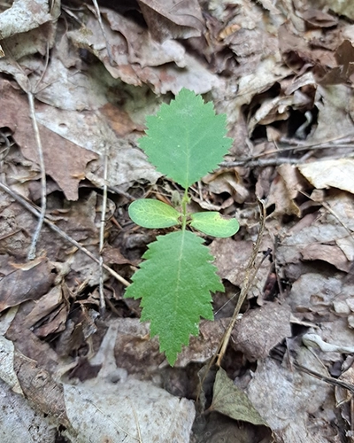 Image of an Ironwood seedling sprouting from the ground.