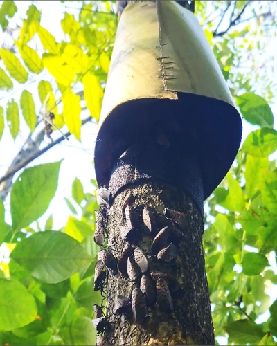 Spotted lanternflies captured inside a tree band trap on a tree trunk.