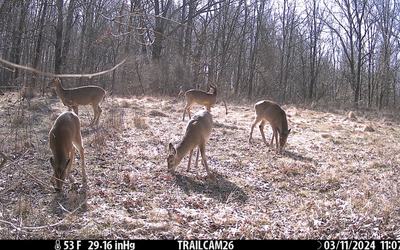 Five white-tailed deer forage in a sunlit, wooded clearing on a winter day. Three deer occupy the foreground of a grassy field scattered with dry leaves; two graze with their heads lowered while the third stands nearby. In the background, two additional deer stand near the edge of a dense, leafless forest under bright sunlight. A black data strip spans the bottom of the image, displaying environmental data including a temperature of 53°F, a barometric pressure of 29.16 inHg, the camera label TRAILCAM26, and a timestamp of 03/11/2024 11:07.