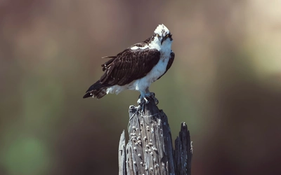 An osprey stares at the camera perched atop a branch above water