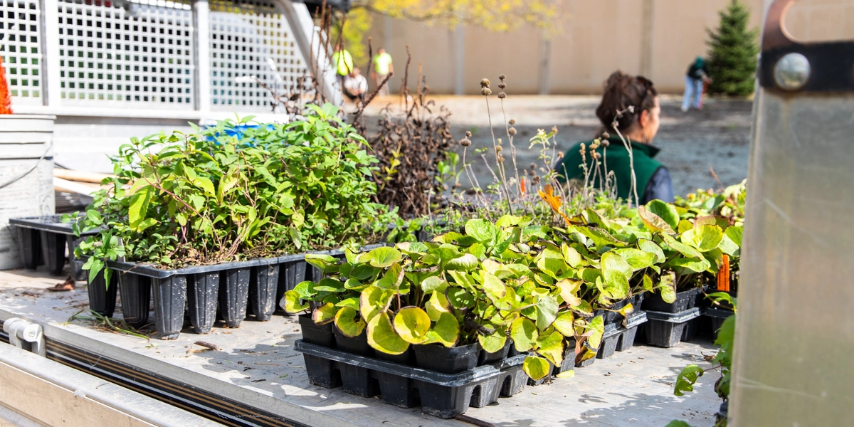 Flats of native plant plugs sit on a utility trailer before being planted in pollinator habitat restoration areas on Michigan State University