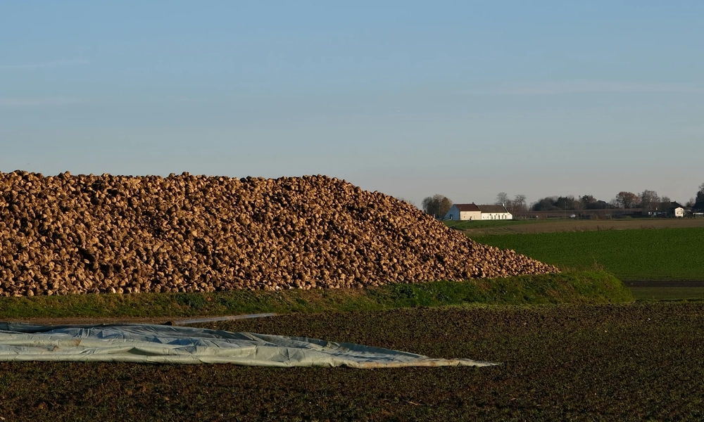 Pile of sugar beets in a field