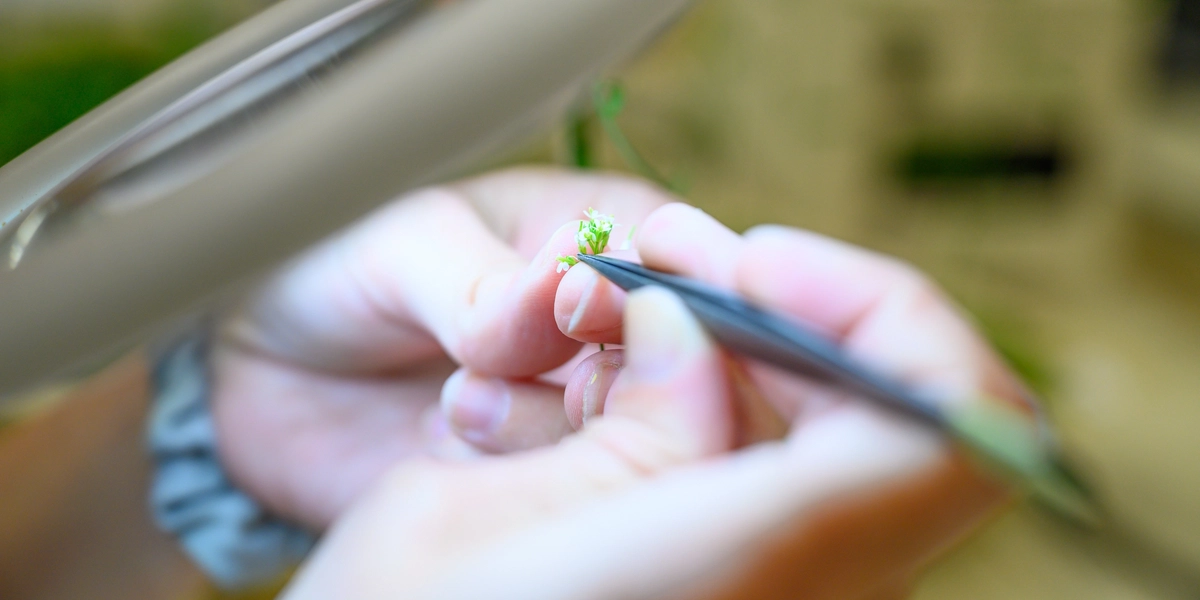 person holding plant sample under miscroscope