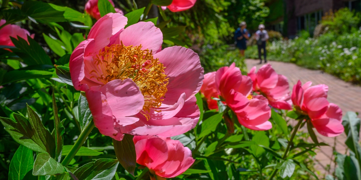 Pink flowers in Radiology Healing Garden
