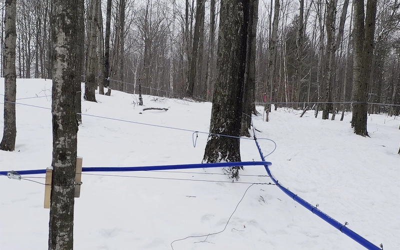 Maple tubes at the MSU Forestry Innovation Center