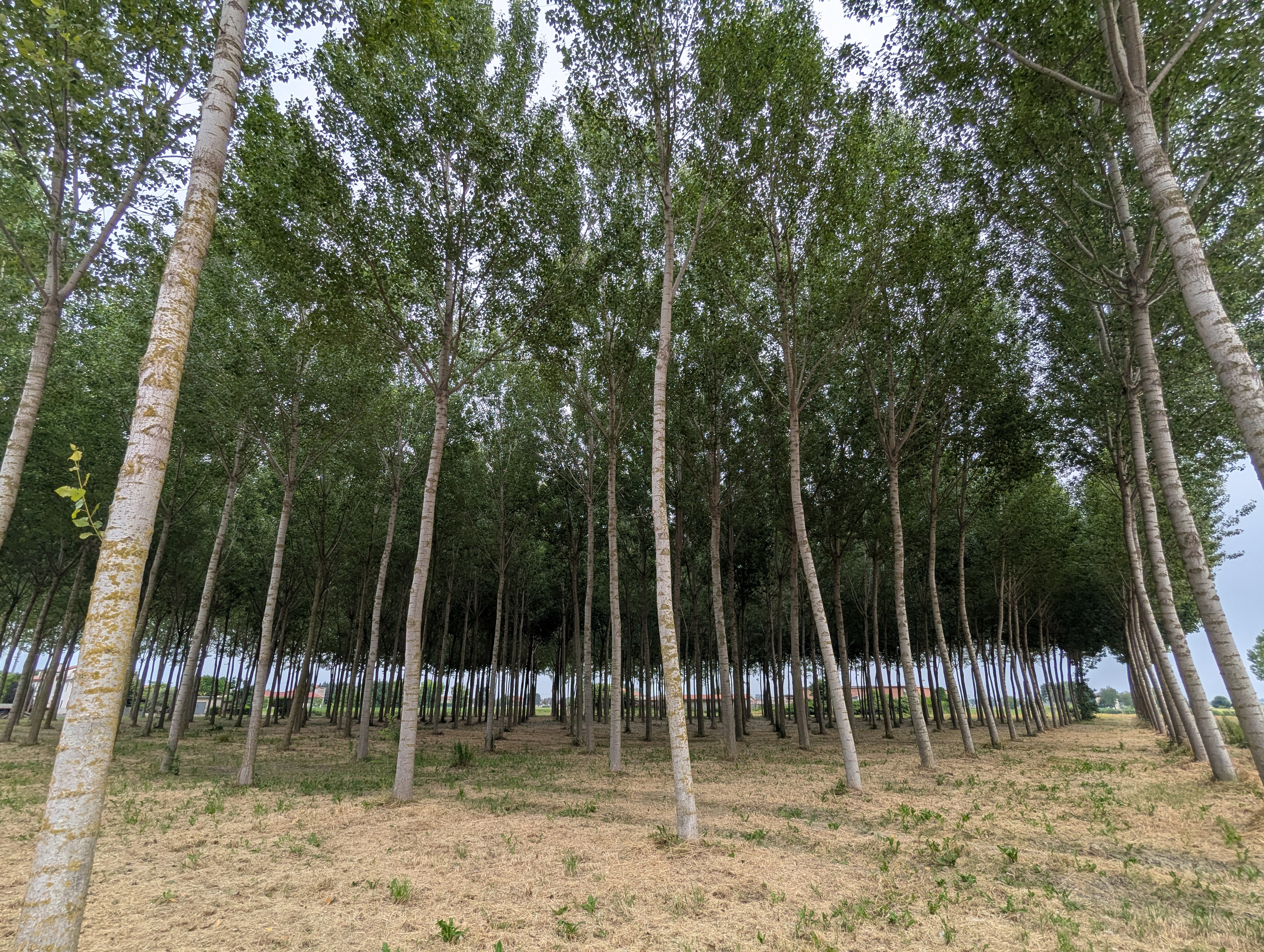 Windswept hybrid poplar plantation surrounded by a corn field