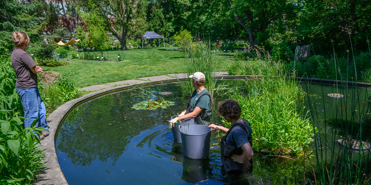 Beal interns working in the Beal Pond