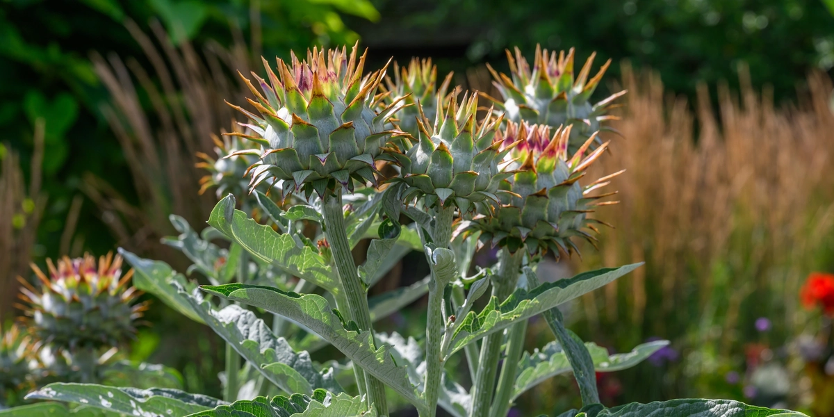Spiky plant in arboretum