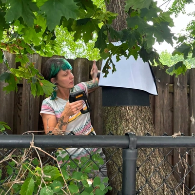 Kelly Konieczki using a staple gun to install a trap band on a tree trunk.