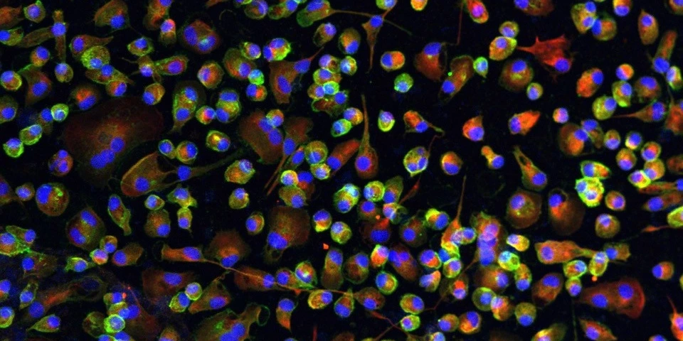 A human heart macrophage assembloid is shown using immunofluorescent microscopy imaging.